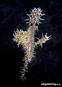 Ornate Ghostpipefish in Dumaguette. Taken with D200 and 1... by David Henshaw 